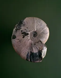 Ribbed: Maorites densicostatus, ammonite