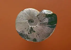 Ribbed: Maorites densicostatus, ammonite