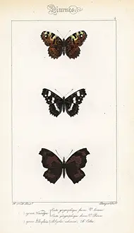 Pauquet: Map and European beak butterflies