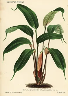 Horticole: Mapania cuspidata