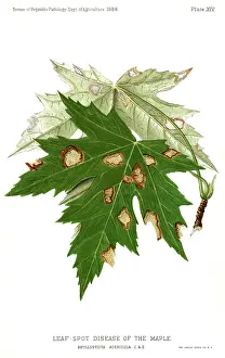 Blight: Maple - Leaf - Disease - Agriculture