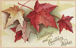 Yule: Maple Leaves