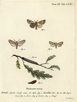 Scalloped: Maple prominent and heart moth