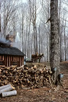 Evaporation: Maple Syrup Farm Building Sugar Shack