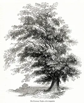 Maple: Maple tree (Acer)