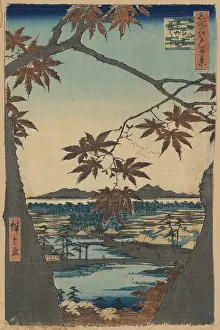 Mama: Maple trees at Mama, Tekona Shrine and Linked Bridge