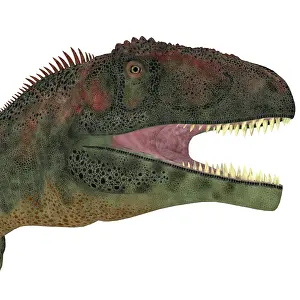 Roseae: Mapusaurus dinosaur head