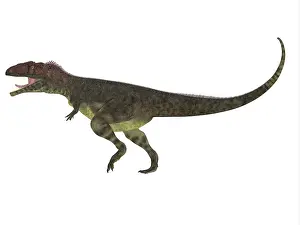 Roseae: Mapusaurus dinosaur, white background
