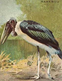 Marabou: Marabou