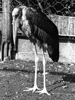 Marabou: MARABOU STORK