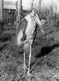 Marabou: MARABOU STORK