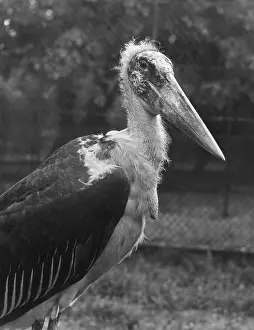 Marabou: MARABOU STORK