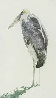 Storks: Marabou Stork