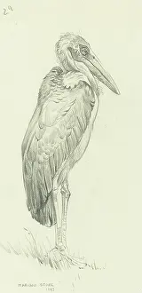 Storks: Marabou Stork
