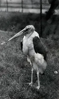 Marabou: Marabou stork, Zoological Gardens, Regents Park, London
