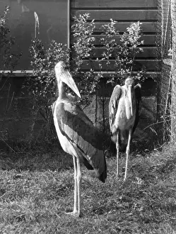 Marabou: MARABOU STORKS