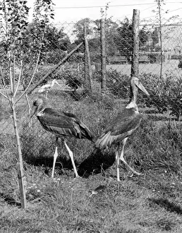 Marabou: MARABOU STORKS