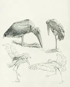 Storks: Marabou Storks
