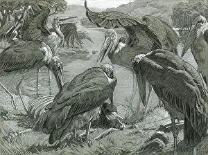 Storks: Marabou Storks feeding
