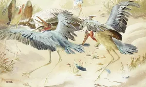 Storks: Marabou Storks surround a Zebra carcass