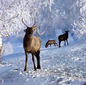 Deers: Marals in Altai Territory, 1983