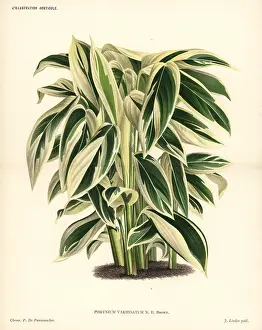 Arrowroot: Maranta or arrowroot, Maranta arundinacea