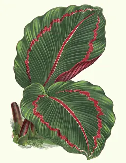 Intervening: Maranta Rosea-Picta
