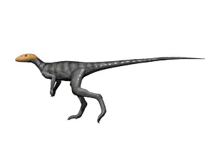Ladinian: Marasuchus is an extinct dinosaur from the Middle Triassic ?
