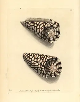 Conus: Marble cone, Conus marmoreus
