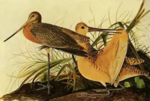 Marbled: Marbled Godwits