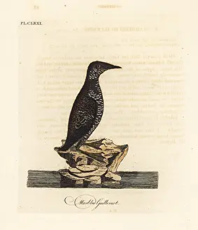 Marmorata: Marbled murrelet, Brachyramphus marmoratus. Endangered
