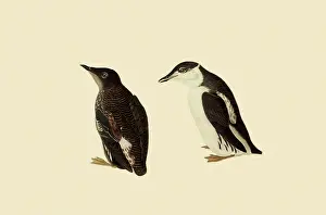 Marbled: Marbled Murrelets