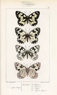 Pauquet: Marbled white butterflies