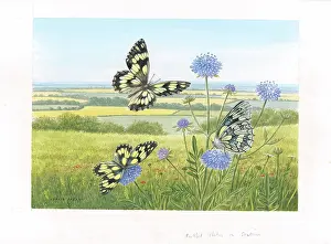 Scabious: Marbled White butterflies on Scabious