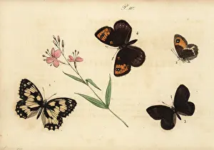 Pauquet: Marbled white, Spanish gatekeeper, almond