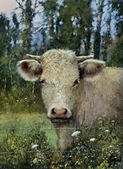 Charolais: Marcel the Charolais Bullock