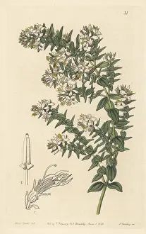 John Lindley: Marcetia taxifolia