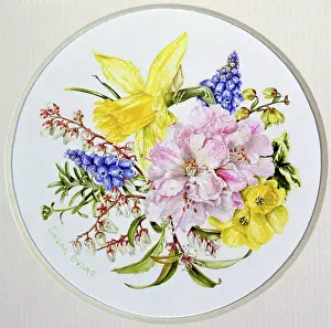 Diameter: March ? Rhododendron, Grape Hyacinth etc