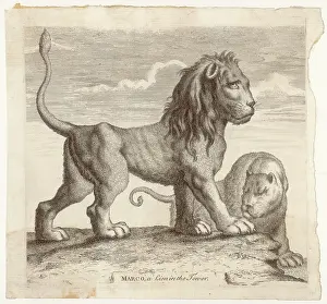 1749: MARCO, LION OF TOWER