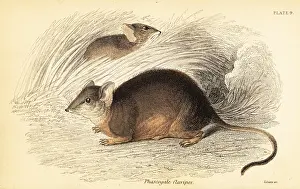 Steel Engraving: Mardo or yellow-footed antechinus, Antechinus flavipes