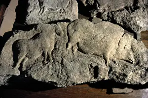 Boar: Mare and Bison from Le Roc