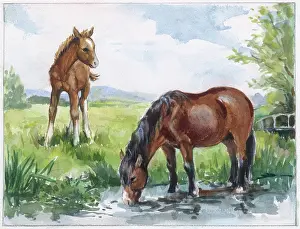 Orton: Mare drinking at a stream