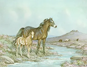 Butterworth: Mare and foal on moor beside a stream