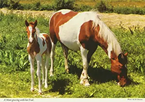 Downes: Mare grazing with her foal, Republic of Ireland