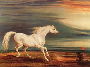 Equines: Marengo