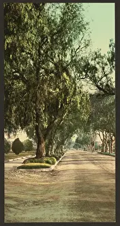 Pasadena: Marengo Avenue, Pasadena