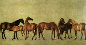 1762: Mares and Foals without a Background, by Stubbs