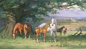 Mares: Mares and Foals in the Cotswolds