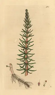 Mares: Mare's tail, Hippuris vulgaris