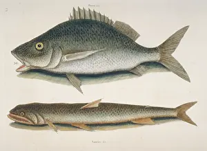 Sparrowhawk: Margate fish (top) & sea sparrow-hawk (bottom)